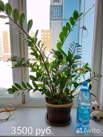 Цветы для дома