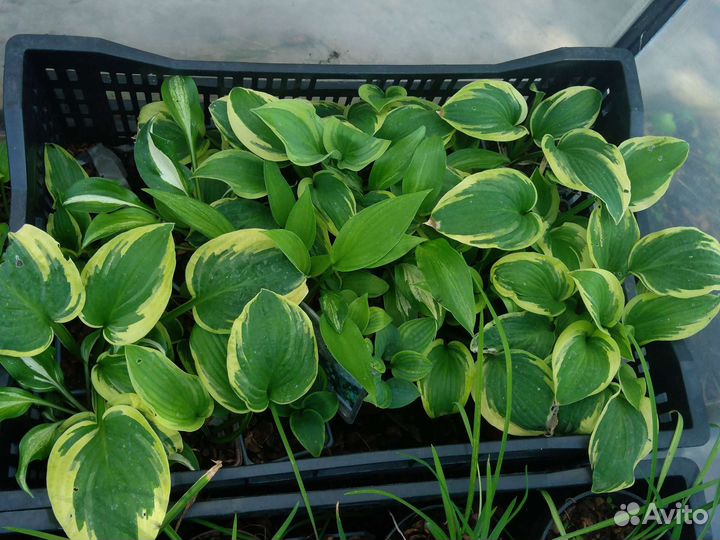 Лилейники, хосты и многолетники в контейнерах