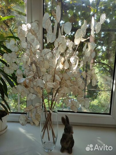 Сухоцвет лунник