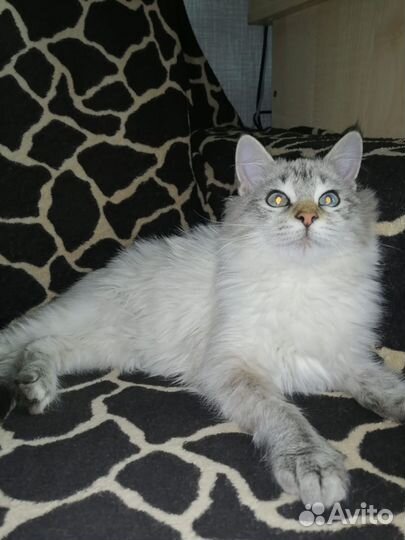 Котенок