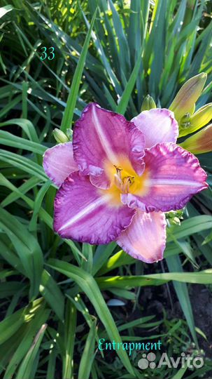 Лилейники. Домашняя коллекция