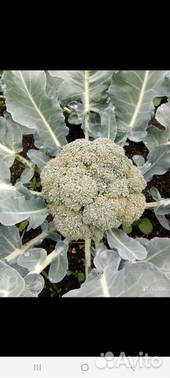 Рассада капусты