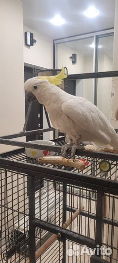 Говорящий попугай какаду