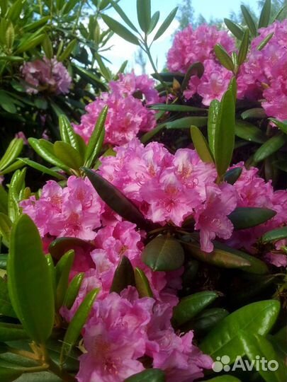 Рододендрон Гаага