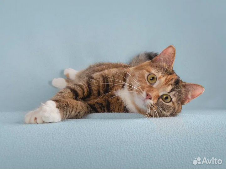 Пушистая кошечка Тыковка