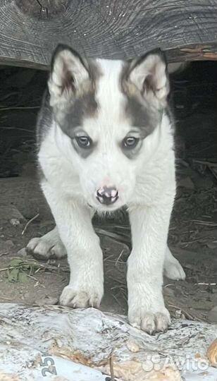 Щенки сибирской хаски/лайки помесные
