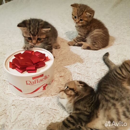 Шотландские котята
