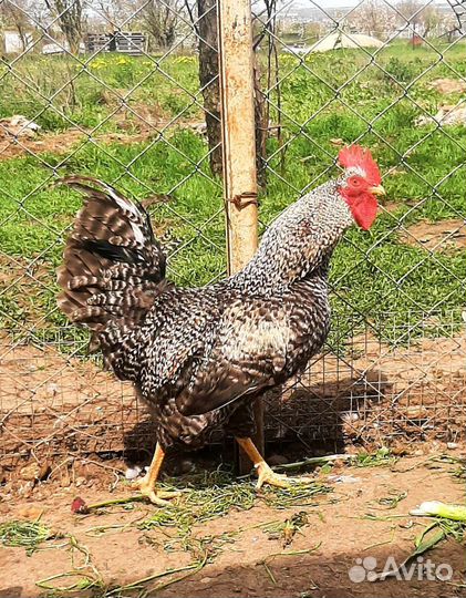 Петухи, утки мускусные