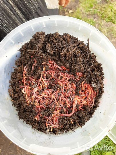 Черви навозные, земляные