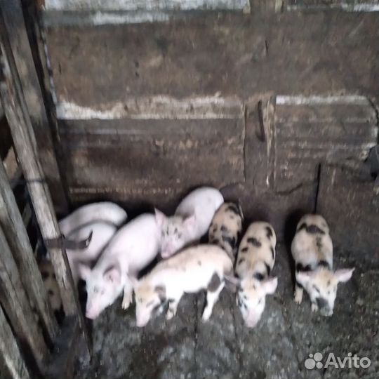 Поросята ландрас