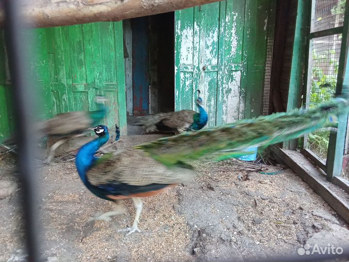 Фазаны павлины
