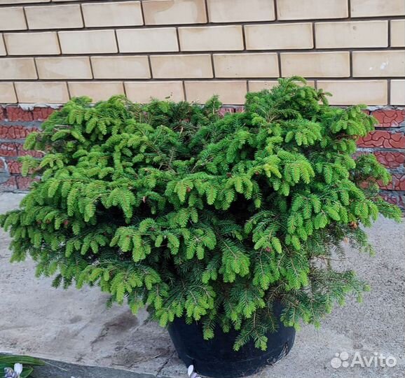 Нидиформис ель