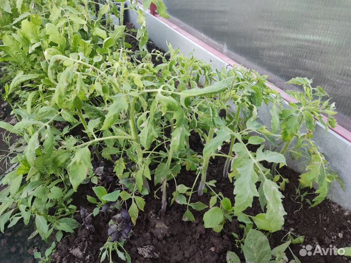 Рассада Доставка Томатов, картофель семенной