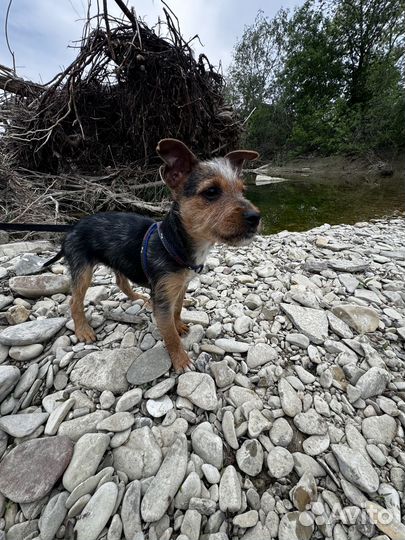 Мальчик метис Йорка и Джека