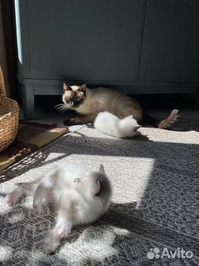 Отдам в добрые руки