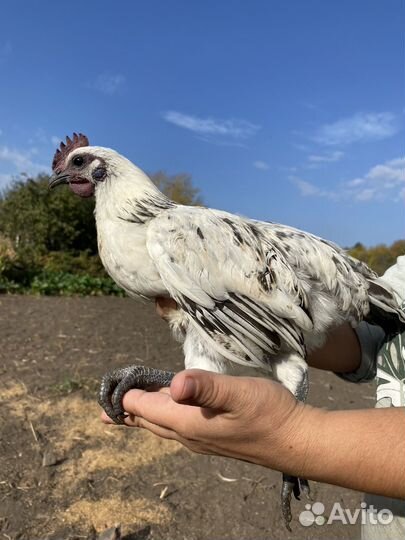 Молодые петухи пароды Брама и Лакендази
