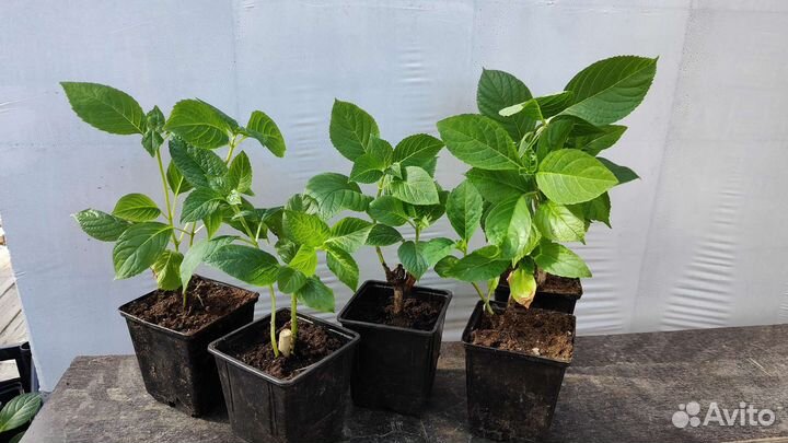 Лаванда, гортензия Лето