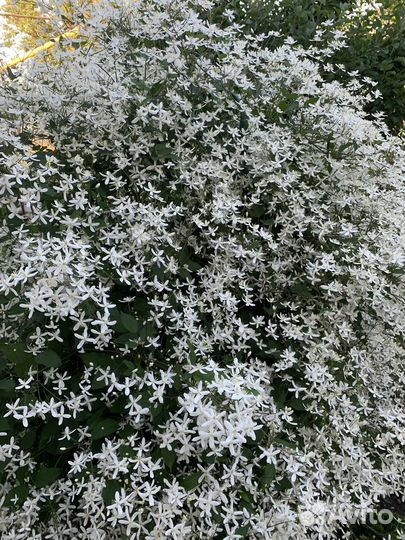 Саженцы клематиса