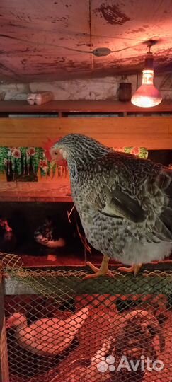 Инкубационное яйцо куриное