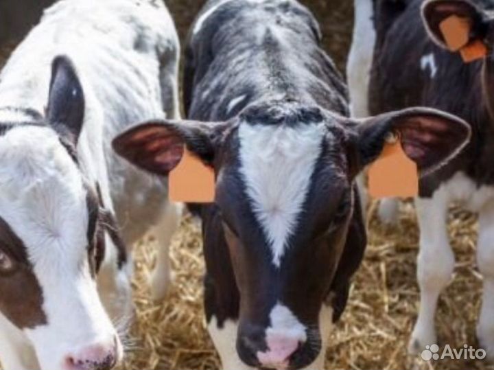 Бычки и телята