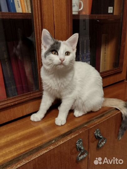 Котята красивые
