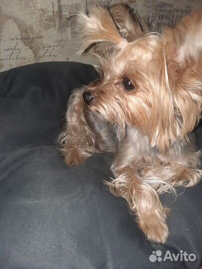 Йоркширский терьер щенки девочки