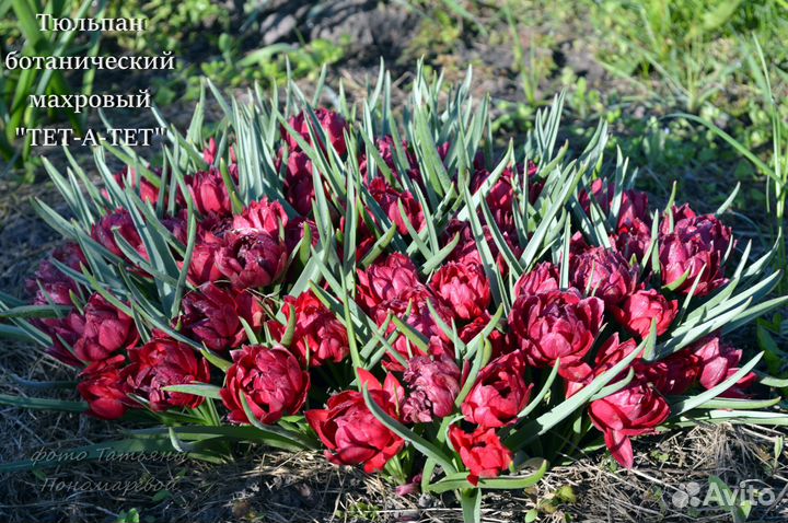 Тюльпаны ботанические (первоцветы)
