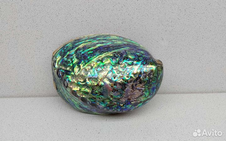 Халиотис Ирис 14,4 морская ракушка раковина