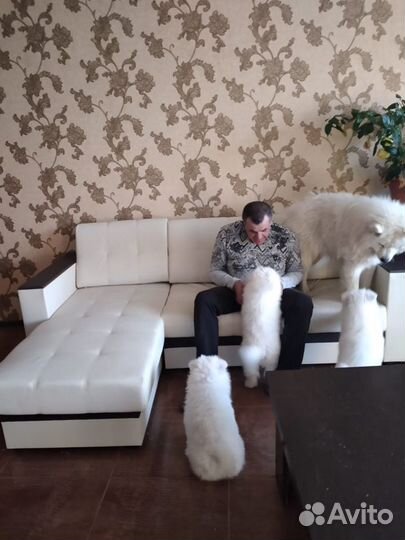 Щенки самоеда