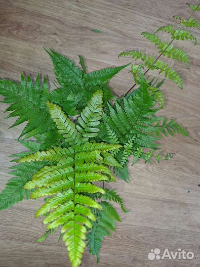 Дариоптерис эрифросо