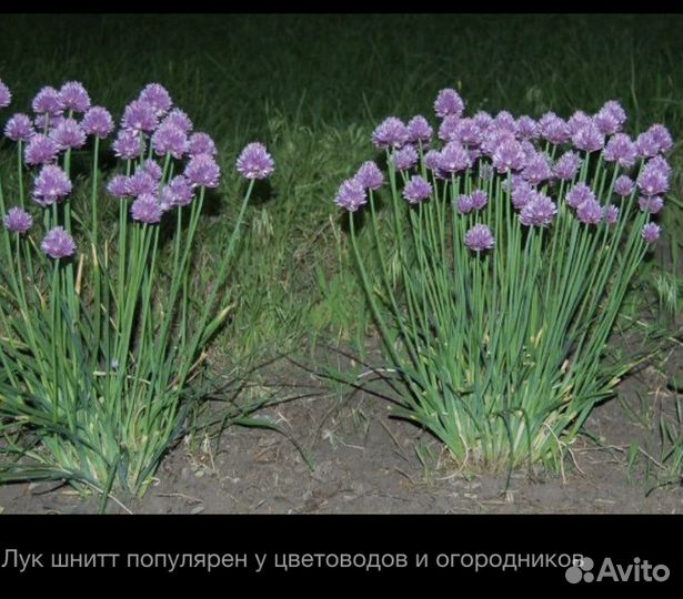 Лук декоротивный