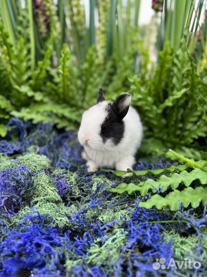 Карликовый кролик