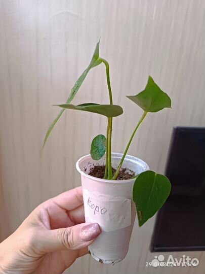 Антуриум Коро детки