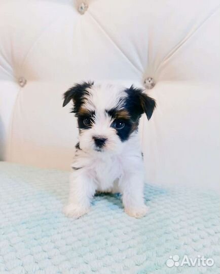 Биверята куклята