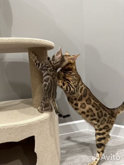 Бенгалькие котята