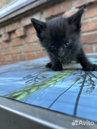 Котята в дар