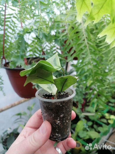 Бегония, фикус, аглаонема, пеперомия