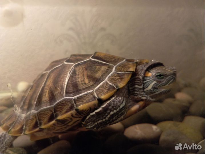 Красноухая черепаха