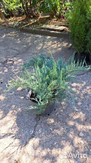 Можжевельник виргинский Грей Оул