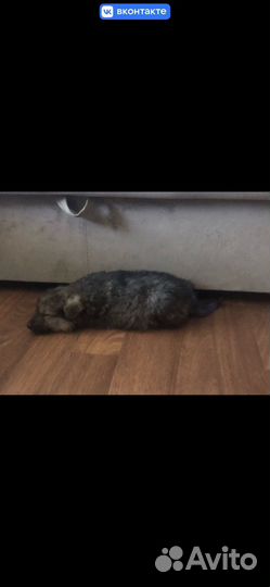 Отдам щенка