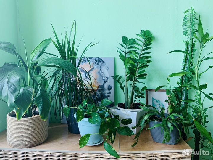 Комнатные цветы