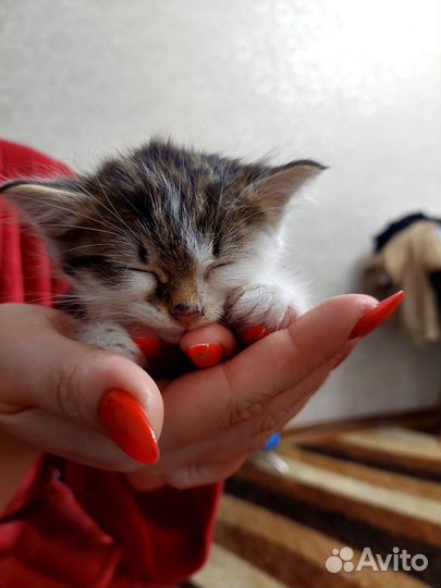 Кошка в дар