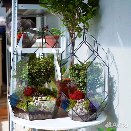 Мирсина африканская, доставка цветов