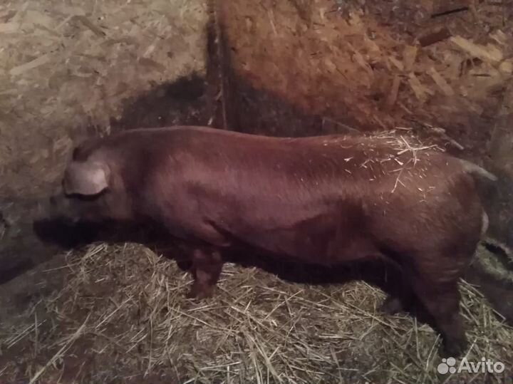 Обмен.Пьетрен. Кантор. кб. Ф2