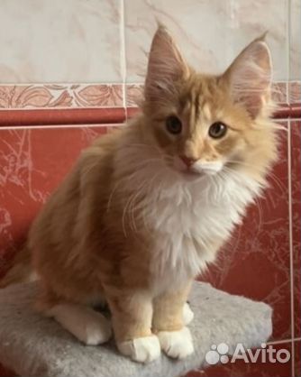 Котята питомника Норвежской лесной кошки