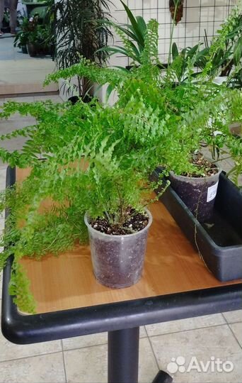 Нефролепис