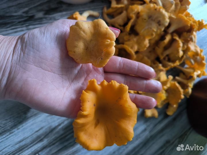 Грибы лисички чистые,свежие