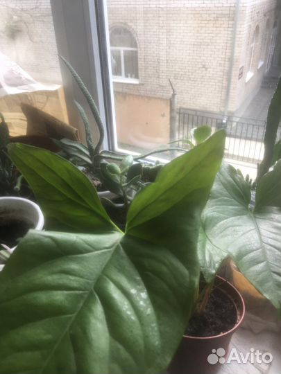 Альтернантера,синглниумы,монстера