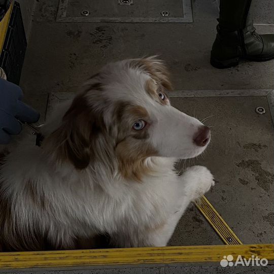 Выгул собак Пермь, Архангельск