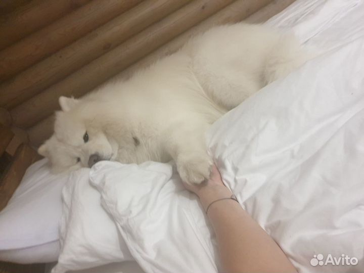 Самоед для вязки